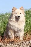 CHIEN FINNOIS DE LAPONIE 010